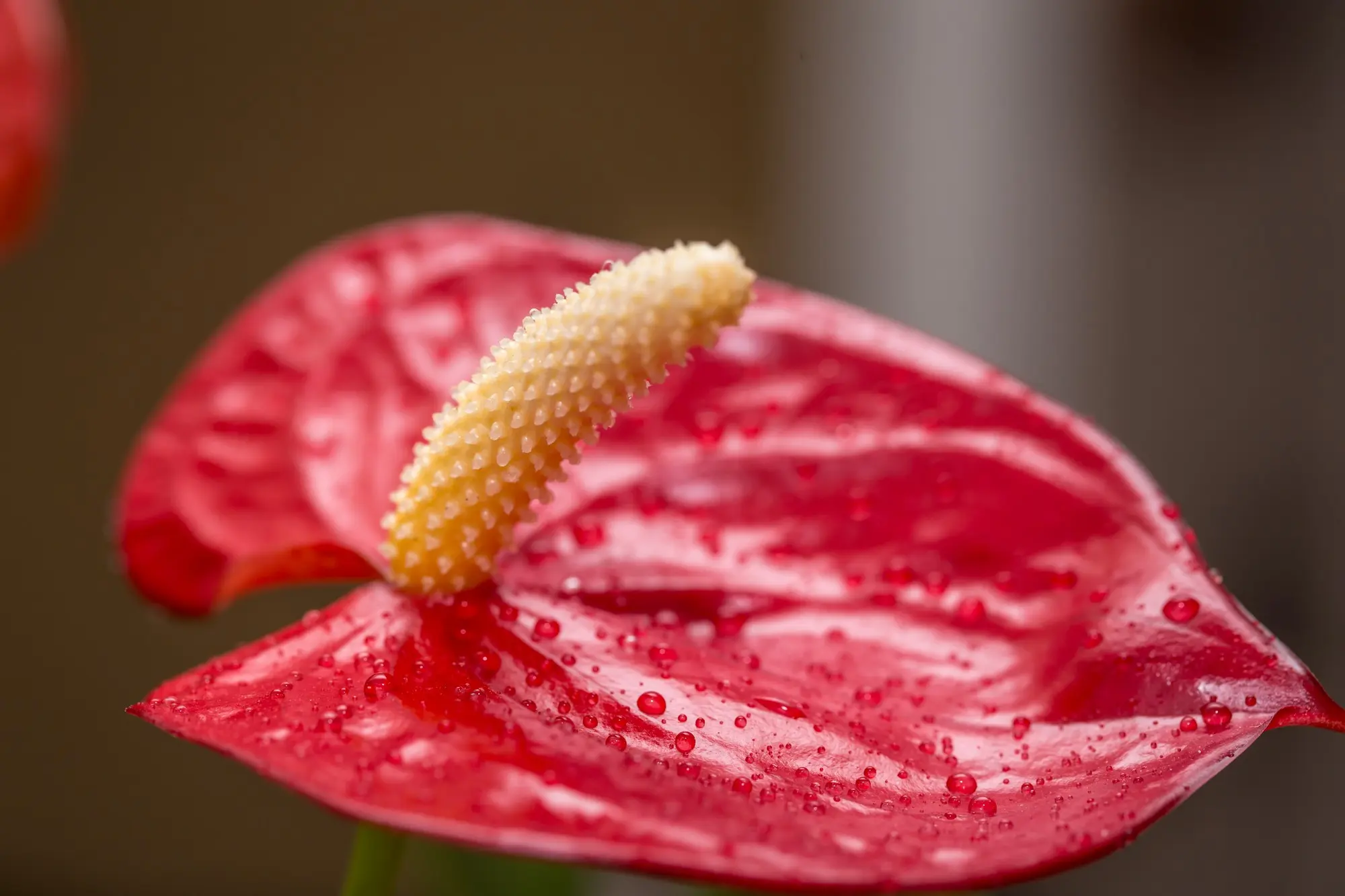 Anthurium