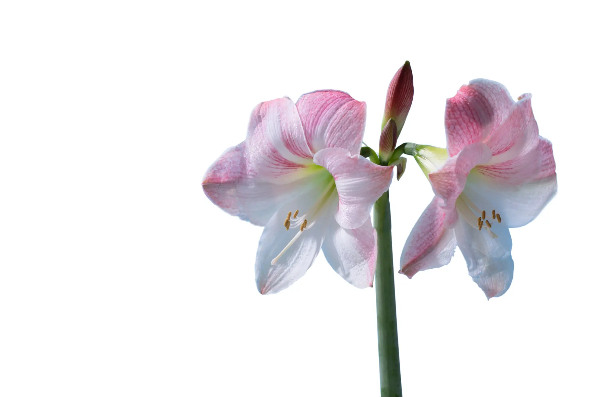 ดอกลิลลี่